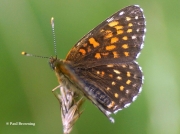 False-Heath-Fritillary-butterfly-Melitaea-diamina-2759