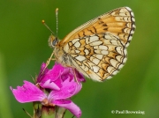 False-Heath-Fritillary-butterfly-Melitaea-diamina-2760r