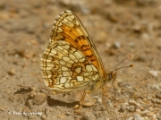 False-Heath-Fritillary-butterfly-Melitaea-diamina-2761