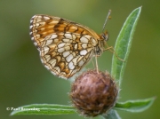 False-Heath-Fritillary-butterfly-Melitaea-diamina-2762