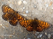 Heath-Fritillary-and-False-Heath-Fritillary-butterflies-2763