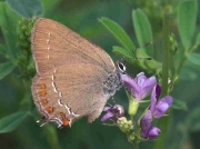 False-Ilex-Hairstreak-butterfly-Satyrium-esculi 9706
