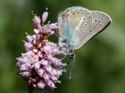 Geranium Argus butterfly male - Pyrenees Orientales-France-21-6-10 © P Browning