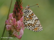 Glanville-Fritillary-butterfly-Melitaea-cinxia-Spain-2740