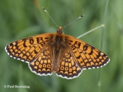 Glanville-Fritillary-butterfly-Melitaea-cinxia-Spain2741