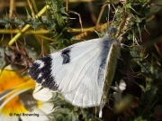 Green-striped-White-butterfly-Euchloe-belemia-female-2657