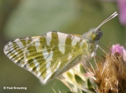 Green-striped-White-butterfly-Euchloe-belemia-2655
