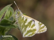 Green-striped-White-butterfly-Euchloe-belemia-male-2658