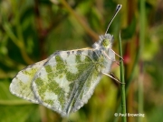 Green-striped-White-butterfly-Euchloe-belemia-2656