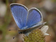 Green-underside-Blue-butterfly-Glaucopsyche-alexis-Spain 18-6-10 © P Browning