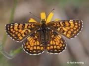 Heath-Fritillary-butterfly-Melitaea-athalia-2764
