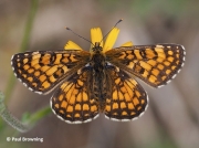 Male Heath fritillary butterfly (Melitaea athalia) in Spain