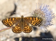 Male Heath fritillary butterfly (Melitaea athalia)
