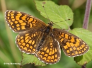 Heath fritillary butterfly (Melitaea athalia)