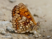 Underside of male Male Heath fritillary butterfly (Melitaea athalia)