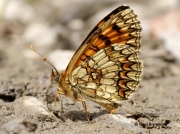 Underside of male Male Heath fritillary butterfly (Melitaea athalia)