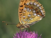High-Brown-Fritillary-butterfly-Argynnis adippe-2719
