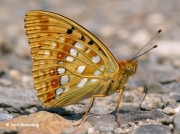 High-Brown-Fritillary-butterfly-Argynnis adippe-2720