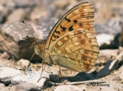 High-Brown-Fritillary-butterfly-Argynnis adippe-2721