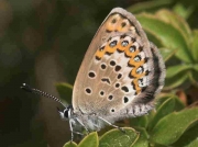 Idas Blue butterfly female - Granada, Spain 28-6-7 © P Browning