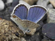 Idas Blue butterfly male - Palencia, Spain 29-6-09 © P Browning