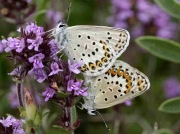 Idas Blue butterfly pair - Palencia, Spain 29-6-09 © P Browning