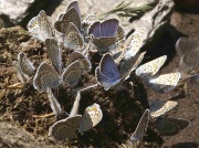 Idas Blue butterflies - Granada, Spain 28-6-07 © P Browning