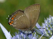 Ilex-Hairstreak-butterfly-Satyrium-illis-2709