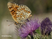Knapweed-Fritillary-butterfly-Melitaea-phoebe-2746