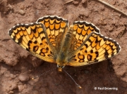 Knapweed-Fritillary-butterfly-Melitaea-phoebe--2747
