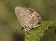 Lang's Short-tailed Blue butterfly male - Castellon, Spain 24-7-13 © P Browning