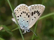 Large-Blue-butterfly-Maculinea-arion-female-Spain-6709