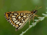 Large-Chequered-Skipper-butterfly-Heteropterus-morpheus- male - Spain © P Browning