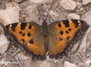 Large-Tortoiseshell-butterfly-Nymphalis-polychoros-2708