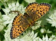 Lesser-Marbled-Fritillary-butterfly-Brenthis-ino-2729