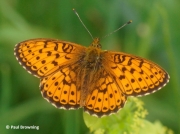 Lesser-Marbled-Fritillary-butterfly-Brenthis-ino-spain-2730