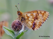 Lesser-Marbled-Fritillary-butterfly-Brenthis-ino-spain-2731