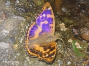 Lesser-Purple-Emperor-butterfly-Apatura-ilia-Spain-2698