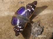 Lesser-Purple-Emperor-butterfly-Apatura-ilia-Spain-2699