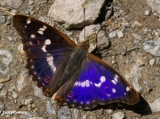 Male Lesser Purple Emperor butterfly (Apatura ilia)