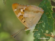 Lesser-Purple-Emperor-butterfly-Apatura-ilia-Spain-2701