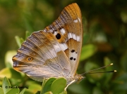 Lesser-Purple-Emperor-butterfly-Apatura-ilia-Spain-2702