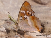 Lesser-Purple-Emperor-butterfly-Apatura-ilia-Spain-2703