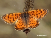 Lesser-Spotted-Fritillary-Melitaea-trivia-2757
