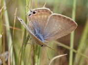 Long-tailed Blue butterfly female - Granada, Spain 13-5-09 © P Browning
