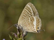 Long-tailed Blue butterfly female oviposting - Teruel, Spain 27-7-13 © P Browning