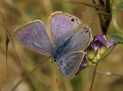 Long-tailed Blue butterfly male - Castellon, Spain -24-7-13 © P Browning