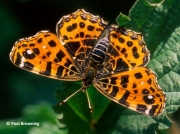 Map-Butterfly-Araschnia-levana-Spain-2710