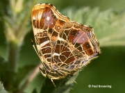 Map-Butterfly-Araschnia-levana-Spain-2711