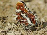 Map-Butterfly-Araschnia-levana-Spain-2712